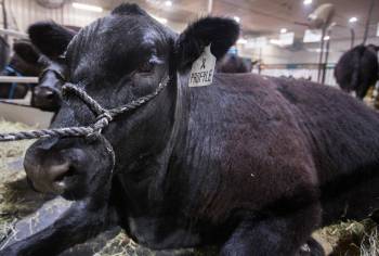 Chelsea Kemp, Local Journalism Initiative
The Royal Manitoba Winter Fair cancelled its annual steer sale due to a low number of entries.