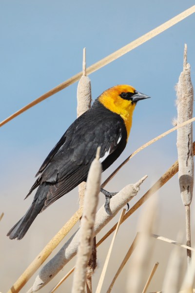 A yellow-headed blackbird clings to a cattail in a marsh north of Minnedosa on a sunny Wednesday. (Tim Smith/The Brandon Sun)