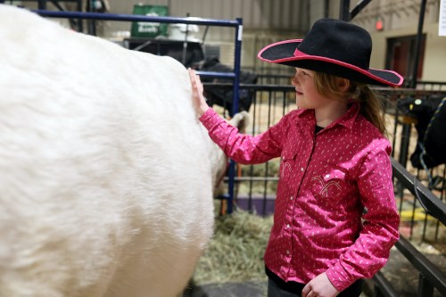 Tim Smith/The Brandon Sun
Brooklyn Holliday, 8, of Carberry, pets her 4-H Holstein, Mermaid, during the Royal Manitoba Winter Fair on Thursday. Manitoba 4-H clubs are looking to bounce back after taking a hit from the COVID-19 pandemic.