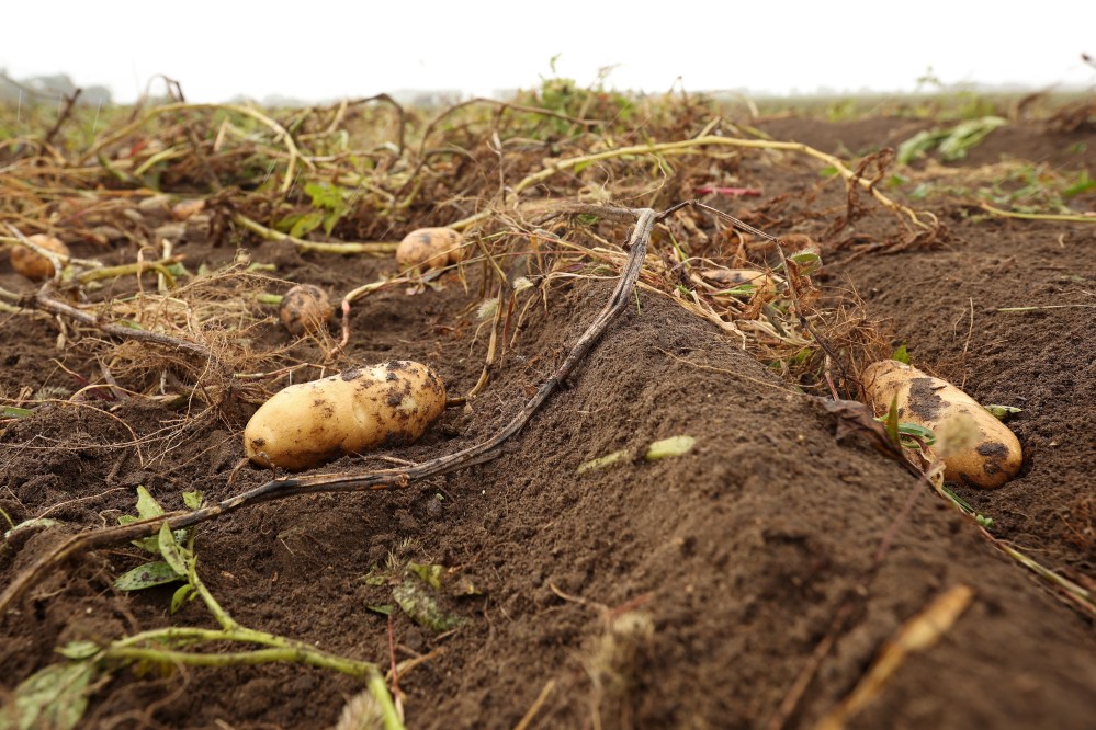 Potatoes missed by the harvester sit in the field at E & B Farms northeast of Carberry on Wednesday. (Tim Smith/The Brandon Sun)