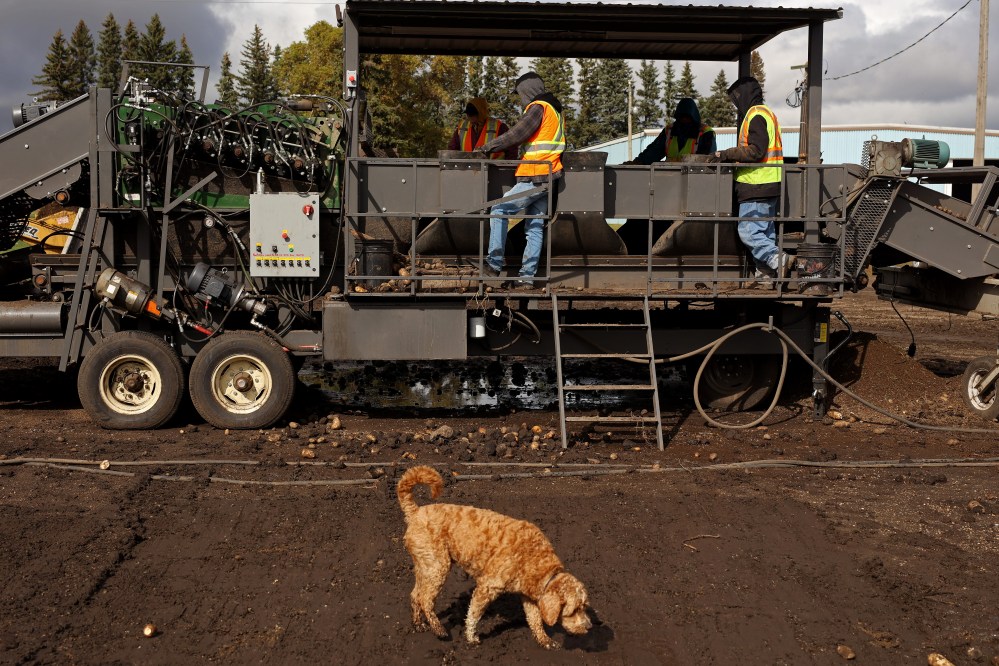 Workers at E & B Farms northeast of Carberry sort debris from freshly harvested potatoes moving along a conveyor belt from a truck to a storage cellar on Wednesday. (Tim Smith/The Brandon Sun)