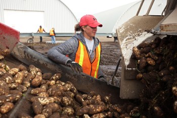 Kayla Link, co-owner of E & B Farms northeast of Carberry, oversees freshly harvested potatoes being emptied from a truck onto a conveyor belt at the farm on Wednesday. (Tim Smith/The Brandon Sun)