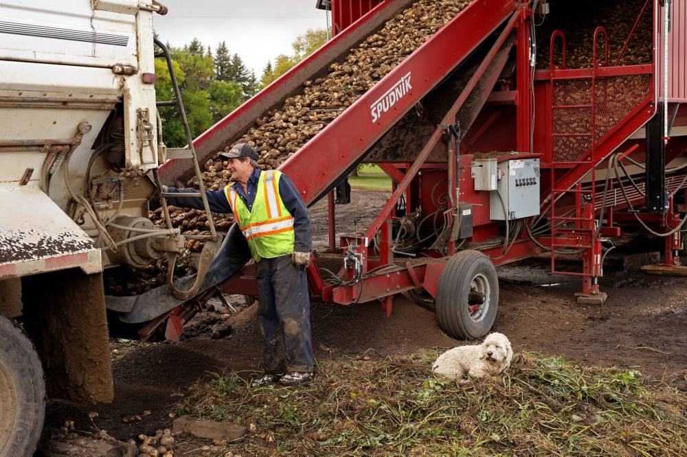 Eric Adriaansen with E & B Farms northeast of Carberry oversees potatoes being emptied from a truck onto a conveyor belt at his farm on Wednesday. (Tim Smith/The Brandon Sun)