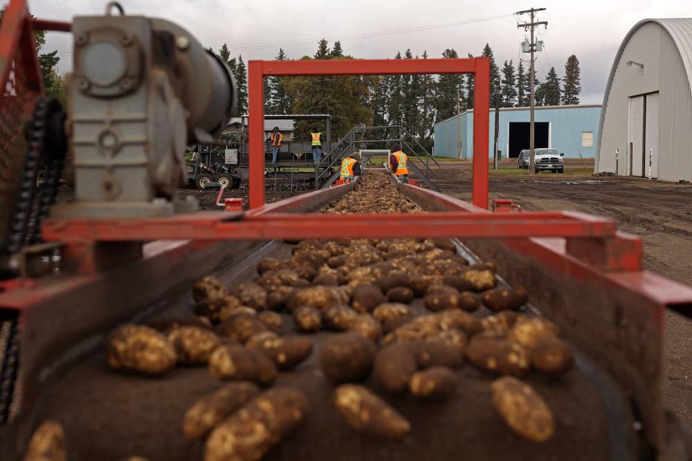 Workers at E & B Farms northeast of Carberry sort debris from freshly harvested potatoes moving along a conveyor belt from a truck to a storage cellar on Wednesday. (Tim Smith/The Brandon Sun)