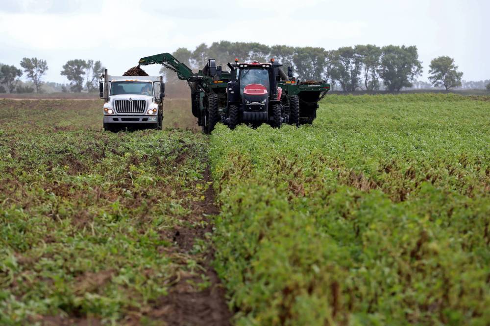 A harvester pulls up potatoes from a field northeast of Carberry and loads them into a truck at E & B Farms on Wednesday. E & B Farms began this year's potato harvest on Sept. 14. The potatoes will eventually go to McCain Foods. (Tim Smith/The Brandon Sun)