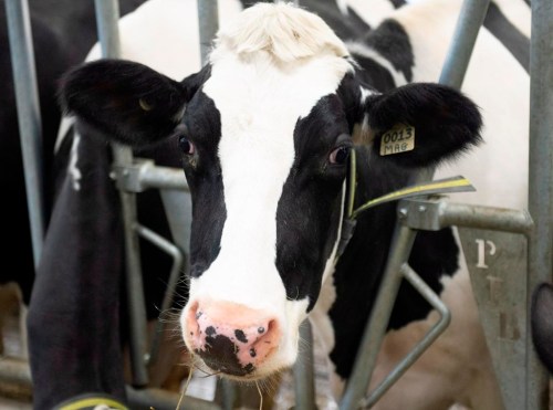 Cows on a dairy farm, in Saint-Henri-de-Taillon, Que., Tuesday, September 25, 2018. A herd of runaway cattle that has evaded capture for months has been wreaking havoc in farmers' fields near a small Quebec town. THE CANADIAN PRESS/Jacques Boissinot