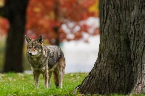 A coyote walks through Coronation Park in Toronto on Wednesday, November 3, 2021. A new and unusual theory has emerged about what prompted two coyotes to kill a young Toronto woman on Nova Scotia hiking trail 13 years ago. THE CANADIAN PRESS/Evan Buhler