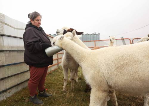 Circle O Alpacas co-owner Laurie Owens feeds her female alpacas on a cool Wednesday morning. The alpacas are shorn every spring for their wool and then grow new coats to keep them warm throughout the winter. (Tim Smith/the Brandon Sun)