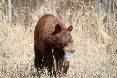 Bad bear behaviour leads to battle with the bees