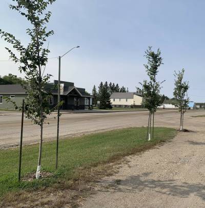 Pierson residents decided that they needed to do something that not only beautified the town, but helped it heal after the loss of their grain elevators. Pierson Parks and Community Rejuvenation Board decided to plant trees along Railway Avenue.