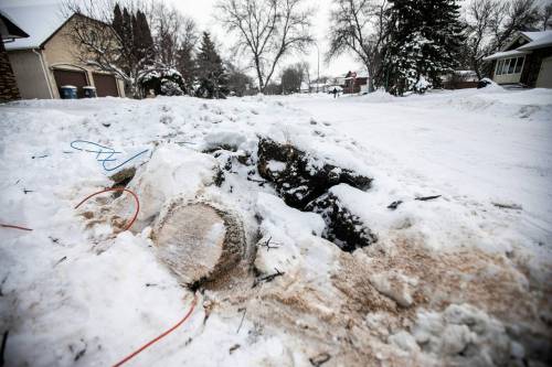 The stumps where trees had to be taken down after being damaged while snow clearing on Hennessey Drive — also known as Polar Bear Lane — in Winnipeg on Thursday. (Mikaela MacKenzie/Winnipeg Free Press)
                                The stumps where trees had to be taken down after being damaged while snow clearing on Hennessey Drive — also known as Polar Bear Lane — in Winnipeg on Thursday. (Mikaela MacKenzie/Winnipeg Free Press)