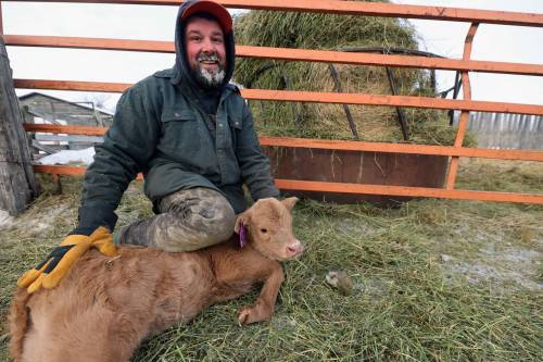 Producers to vote on cattle tracking system