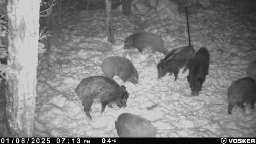 Wild hog captures up thanks to Squeal on Pigs