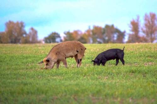 Wild pigs are seen eating in a field. Ken Kingdon describes the challenges in Canada faced by this invasive species. (Canadian Wild Pig Research Project, file)