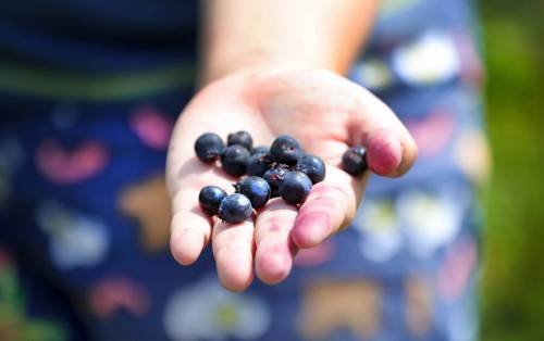 The Saskatoon berries are calling