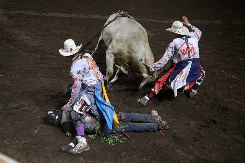 Bullfighters put themselves in harm’s way to protect a fallen rider in Thursday’s rodeo. (Tim Smith/The Brandon Sun)