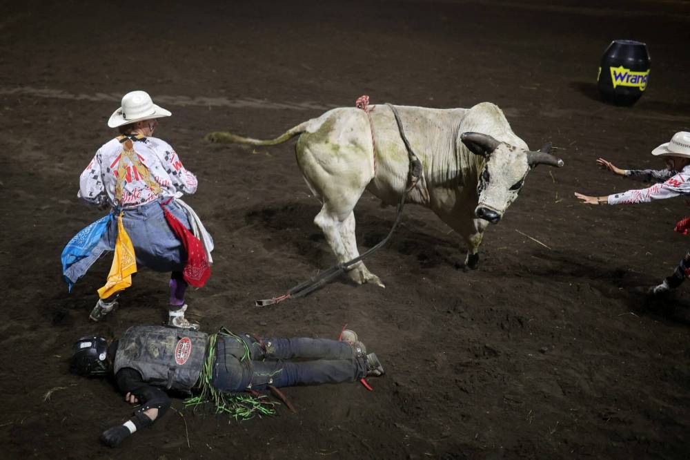 Rodeo protection athletes, also known as bullfighters, protect an injured Jaden Ozirney of Grenfell, Sask., from a bull after a hard fall during the bull-riding event at the opening of the Manitoba Threshermen’s Reunion and Stampede rodeo in Austin on Thursday evening. Ozirney was stepped on by the bull immediately after his fall and broke his arm. (Tim Smith/The Brandon Sun)