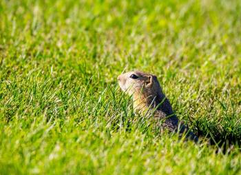 So they can see their predators, Richardson&rsquo;s ground squirrels prefer short grasses to tall-standing crops. That means gophers are happy to build their homes and families in green spaces in urban areas.
                                (George Lee, Local Journalism Initiative Reporter)