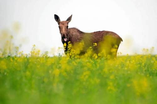 A moose grazes in a field of canola bordering the Trans-Canada Highway west of Brandon in this file photo. In a recently filed statement of defence, the province argues a First Nation&rsquo;s moose-hunting lawsuit should be tossed out. (File)