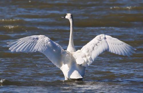 Debate ensures over proposed hunting season