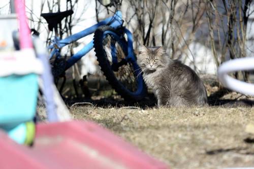 Some Boissevain residents not amewsed with cats