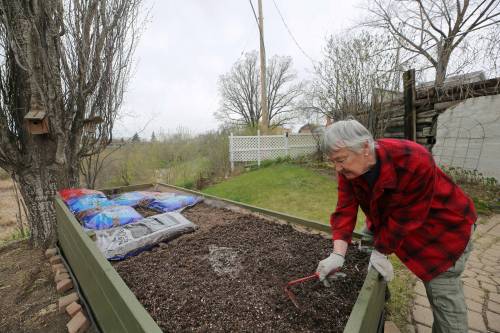 Mary Petersen or Souris prepares her garden for spring. She said for 13 years, peacocks have crowded the grassy land on the end of her backyard, overlooking Goose Island. Petersen said she has a mixed relationship with the peacocks, which pick at her garden, but also offer unique company. (Connor McDowell/The Brandon Sun)