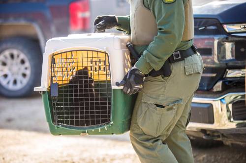 Bear rescue takes RM to court
