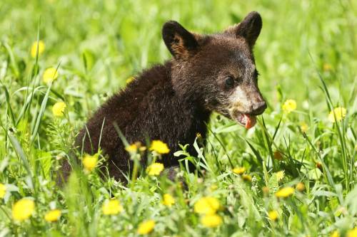 A black bear cub eats dandelions bordering Highway 10 in Riding Mountain National Park while foraging with its mother on a sunny Monday. Black bears are a common sight in the park throughout the summer. (Tim Smith/The Brandon Sun)