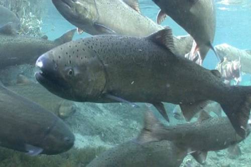 A Chinook salmon, also known as King salmon in the United States. (U.S. Fish and Wildlife Service)