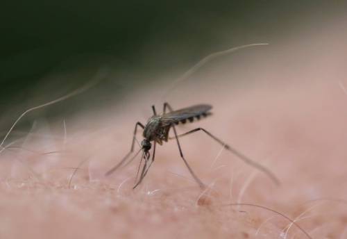 Mosquito fogging starts tonight after Wednesday postponement