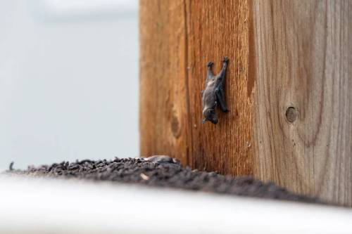 A tiny brown myotis pup is seen near the foot of its roost. (Photos by Claire McFarlane/Cabin Radio)