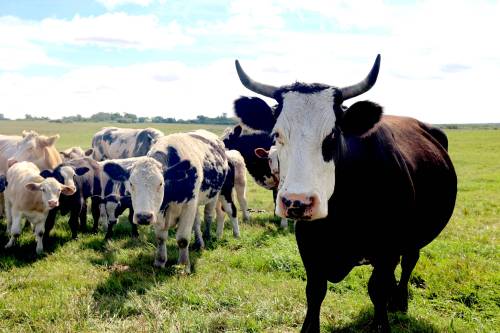 Cattle in the Municipality of Oakland-Wawanesa relax along the road in the warm sunlight on Sept. 1. The livestock of southwest Manitoba are enjoying high levels of water thanks to a wet summer, a spokesperson for Agriculture and Agri-Food Canada told the Sun. (Connor McDowell/The Brandon Sun)