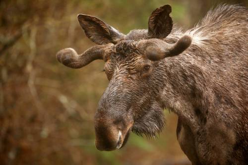 A bull moose with velvet on his growing antlers appears in this file image from 2021. (Tim Smith/The Brandon Sun files)