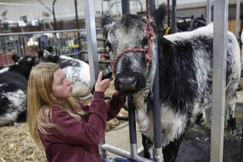 Avery Perkess with PJS Speckle Park of Prince Albert, Sask. trims Nina, a speckle park heifer at the first day of the 2025 Manitoba Ag Ex at the Keystone Centre. Ag Ex returns this year on Oct. 28-31.
                                (Tim Smith/The Brandon Sun)